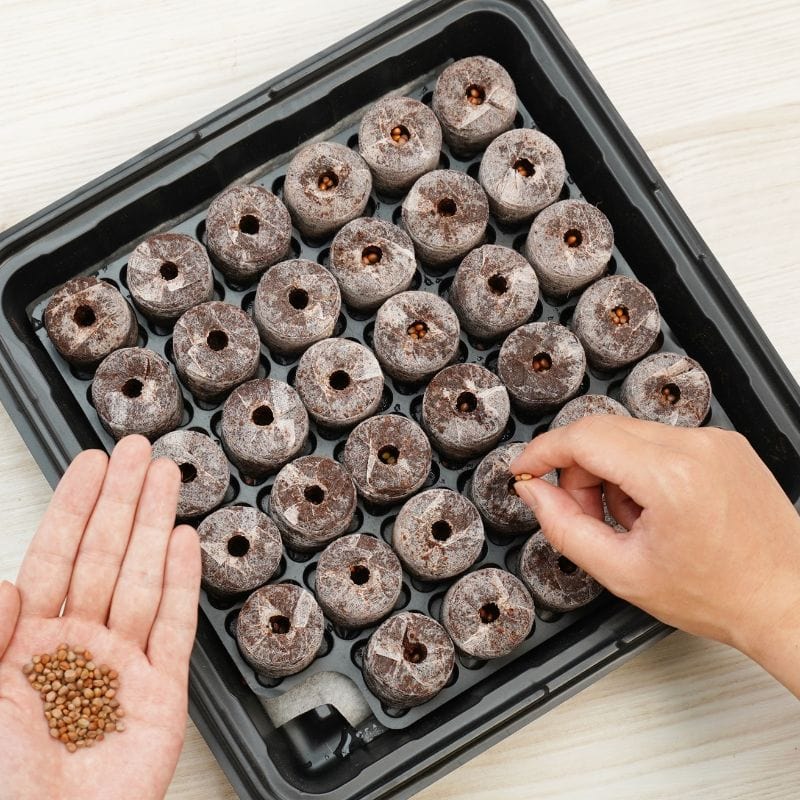 dt-brown HARDWARE Plantable Pellets Self-Watering Mini Greenhouse (35 plants)