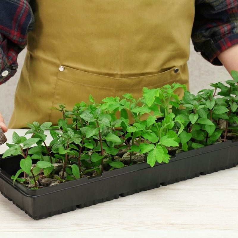 dt-brown HARDWARE Plantable Pellets Greenhouse Kit (36 plants)