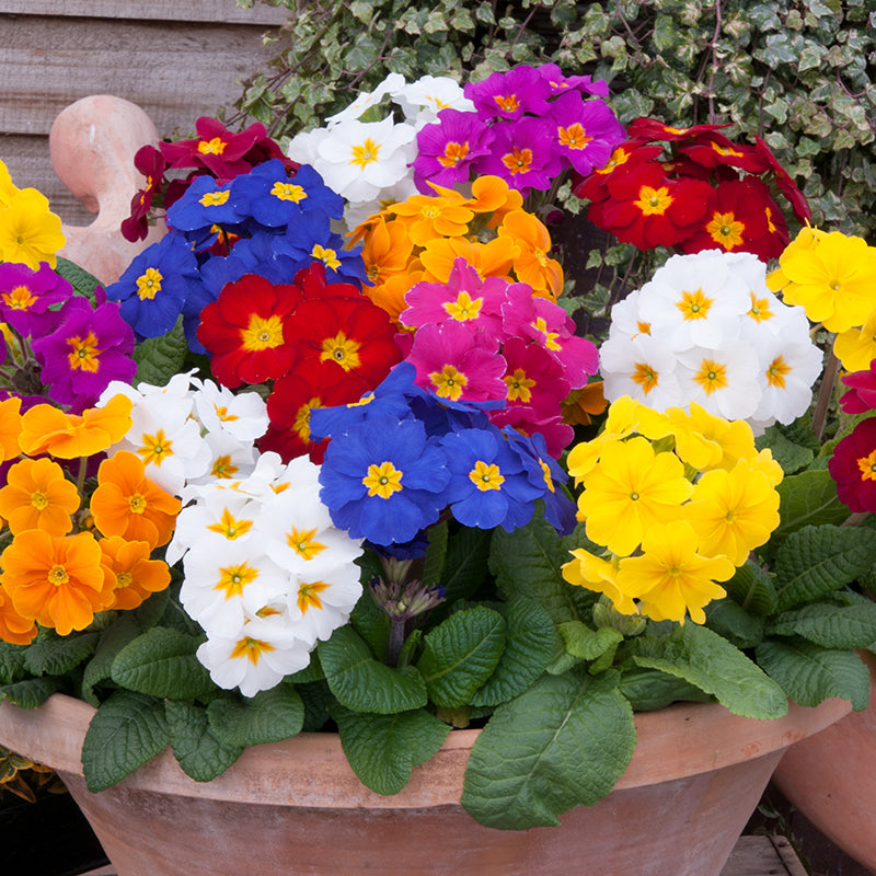 Polyanthus Crescendo Mixed F1 Flower Plants