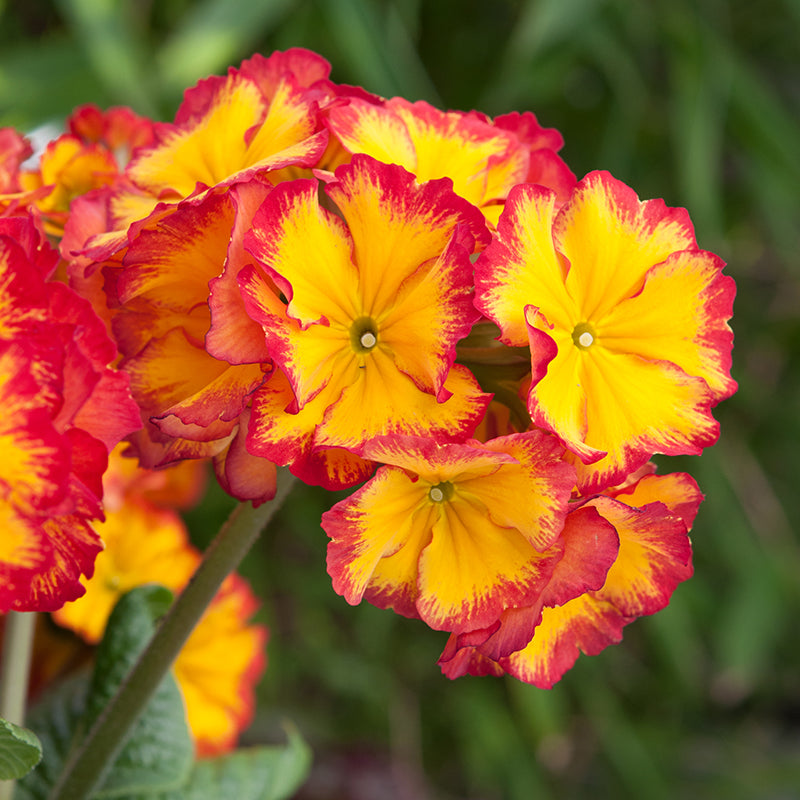 Polyanthus Showstopper Fire Dragon F1 Plants