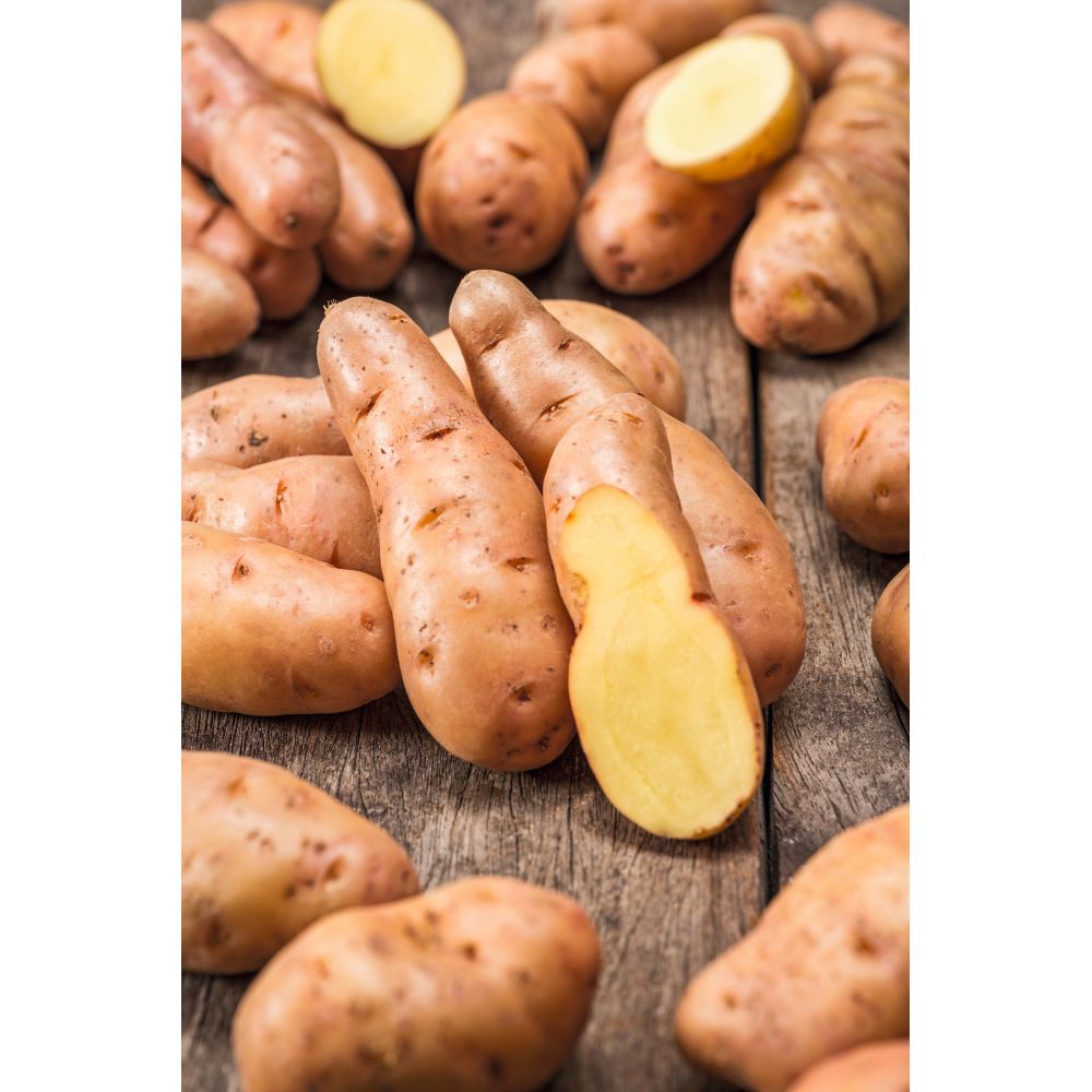 Potato Pink Fir Apple (Late Maincrop Seed Potato)