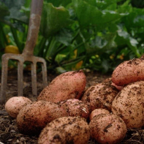 dt-brown SEED POTATOES Sunset Potato Maincrop 1kg