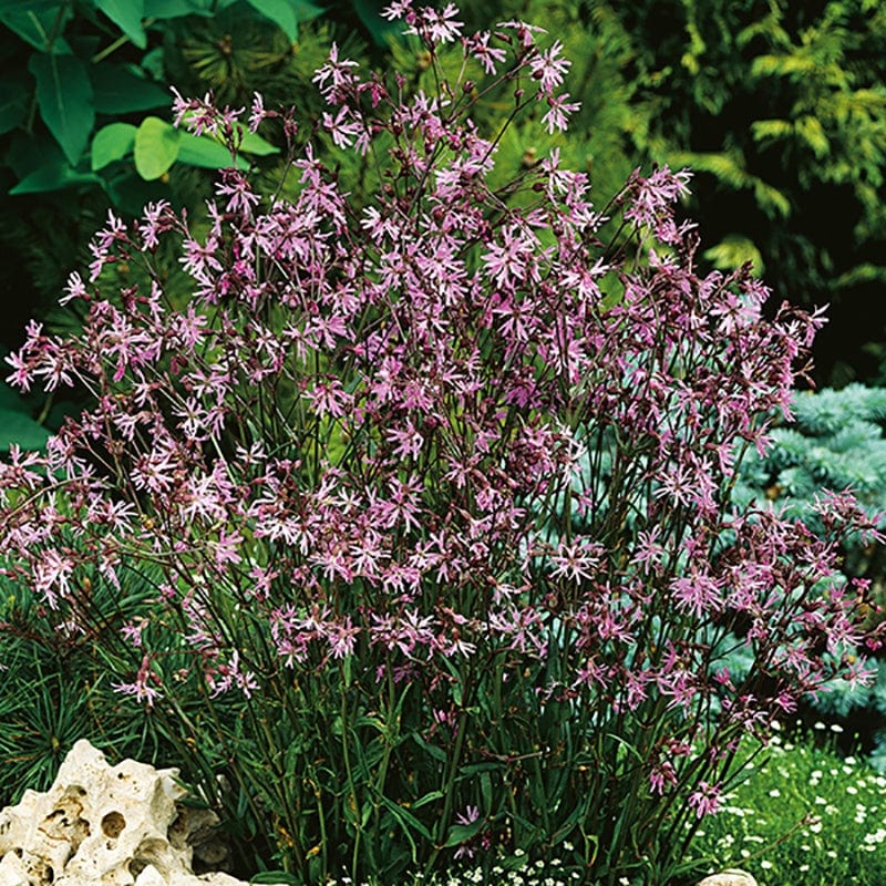 dt-brown FLOWER PLANTS 5 Young Plants Ragged Robin Flower Plants