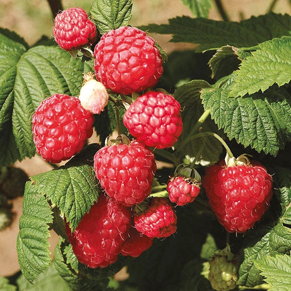 dt-brown FRUIT Raspberry Octavia Fruit Plants (Floricane)