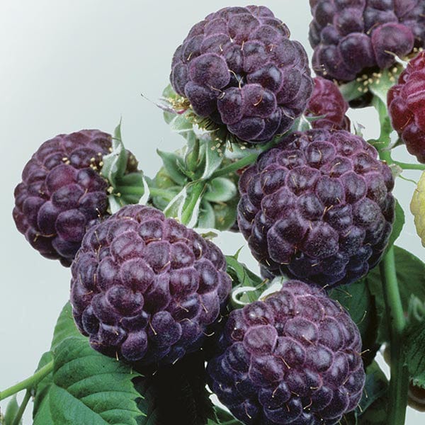 dt-brown FRUIT Raspberry Glen Coe Fruit Plant (Floricane)