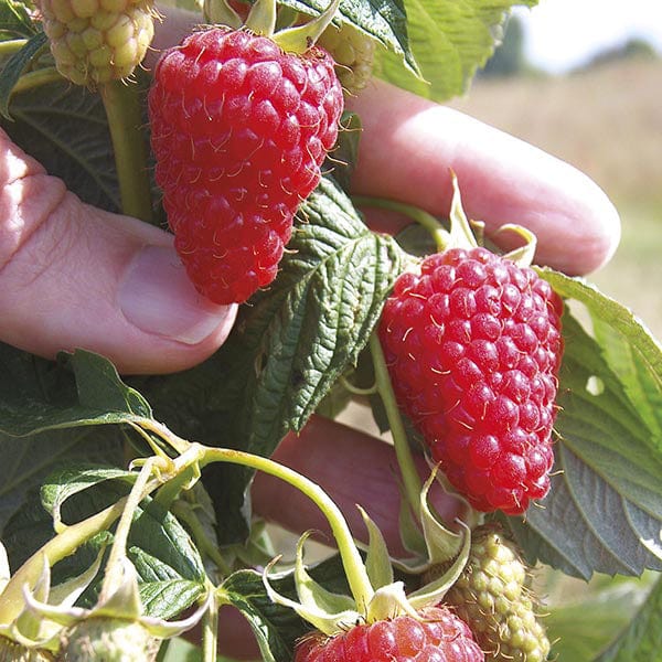 Raspberry Canes