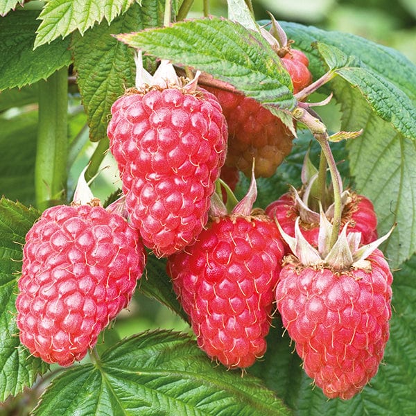 dt-brown FRUIT Raspberry Malling Juno Fruit Plants (Floricane)