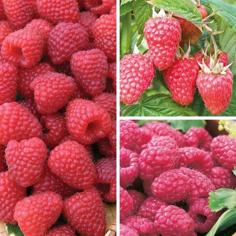 dt-brown FRUIT Long Cropping Raspberry Fruit Canes Collection
