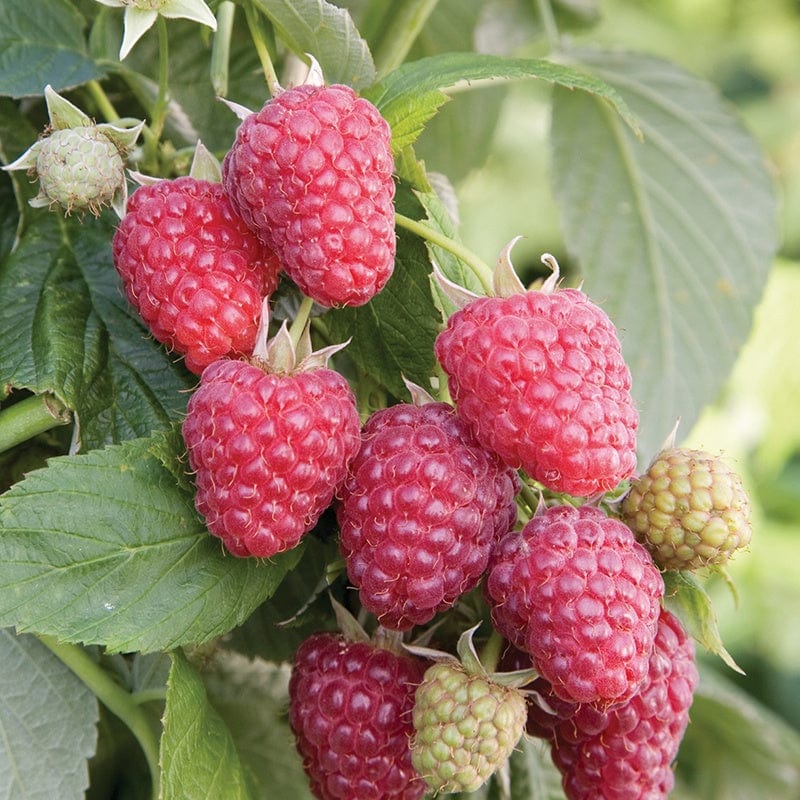 dt-brown FRUIT Raspberry Joan J Fruit Plants