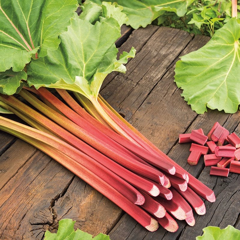 dt-brown FRUIT Rhubarb Fulton's Strawberry Surprise Fruit Plant