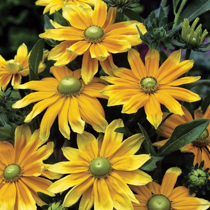 DT Brown FLOWER PLANTS Rudbeckia Prairie Sun Flower Plants