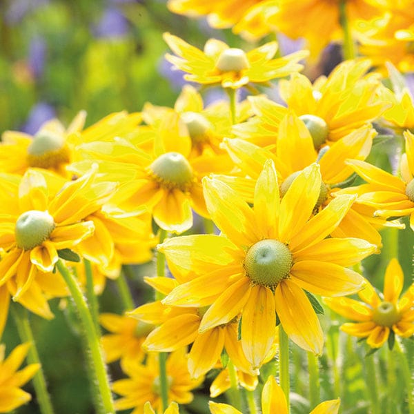 DT Brown FLOWER PLANTS Rudbeckia Prairie Sun Flower Plants