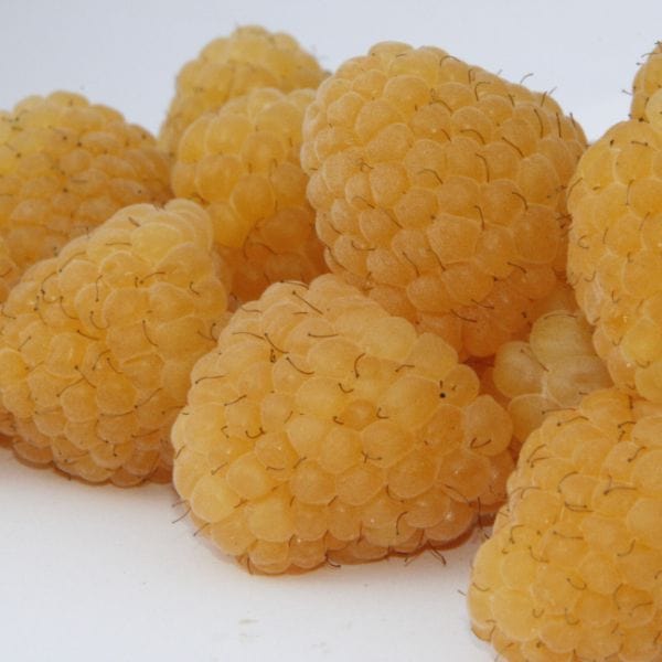 dt-brown Raspberry Allgold Plant