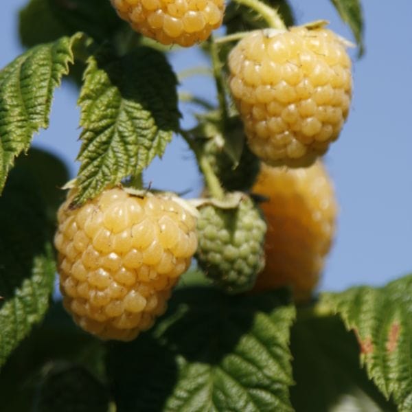dt-brown Raspberry Allgold Plant