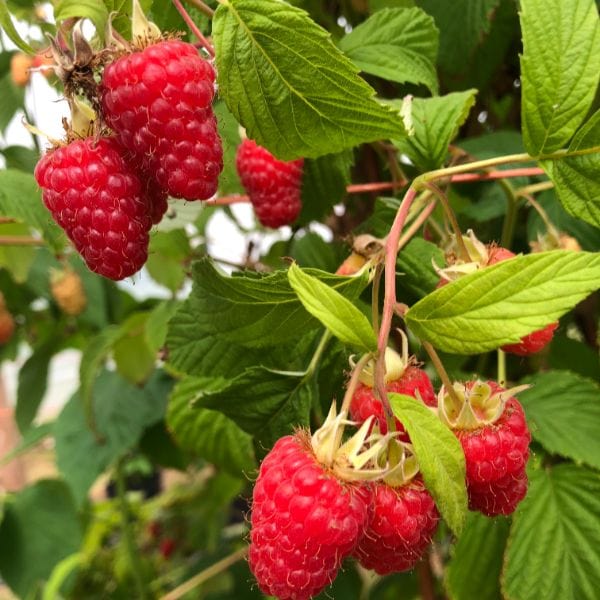 dt-brown Raspberry Glen Mor Plant