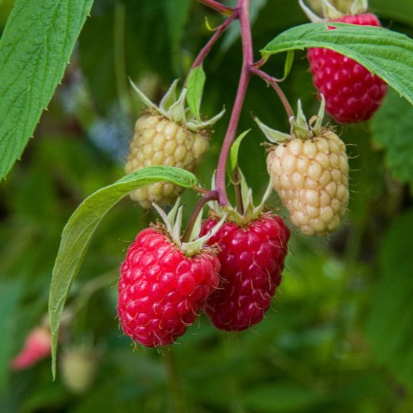 dt-brown Raspberry Glen Mor Plant