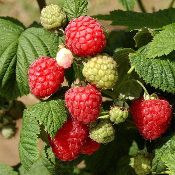 dt-brown Raspberry Octavia Fruit Plants (Floricane)