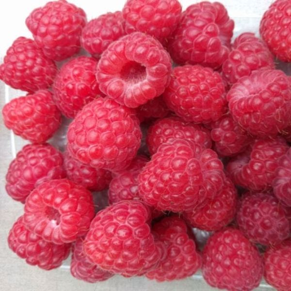 dt-brown Raspberry Octavia Fruit Plants (Floricane)