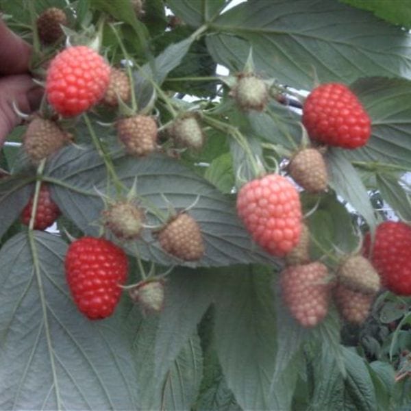 dt-brown Raspberry Polka AGM Fruit Canes (Primocane)