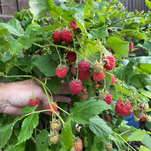 dt-brown Raspberry Yummy Fruit Plant