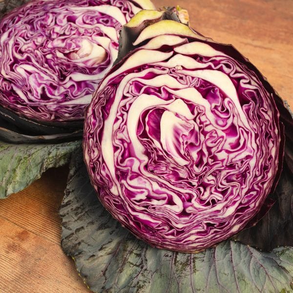 DT Brown VEGETABLE PLANTS Cabbage Redbowl Flower Plants
