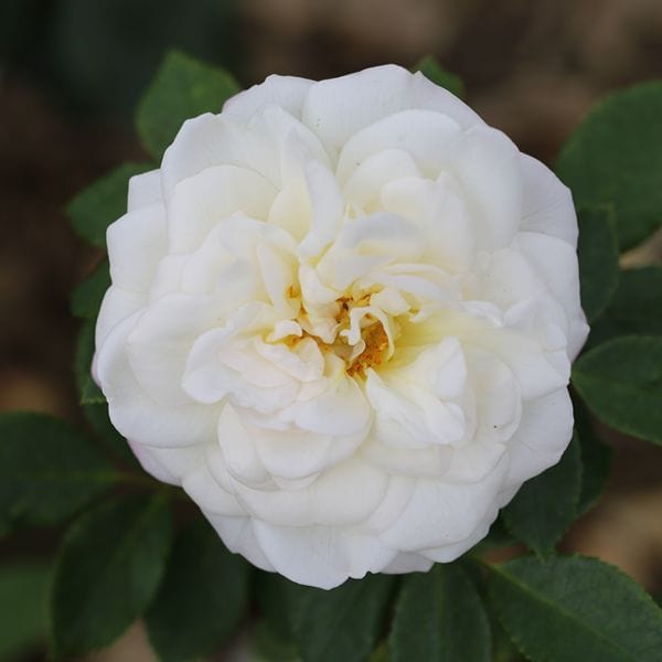 dt-brown 1 Bare Root Plant Rose Alba Maxima (Shrub) Bare Root Plants