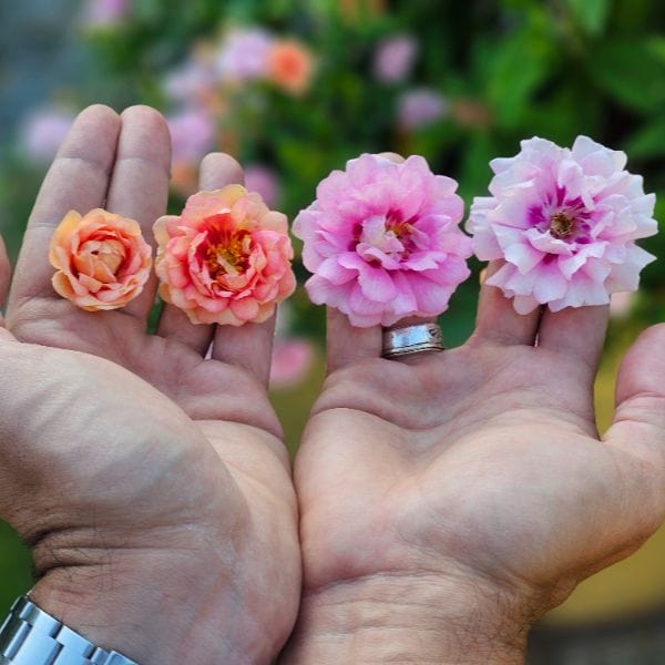 dt-brown Rosa Amirose (Groundcover) Flower Plant