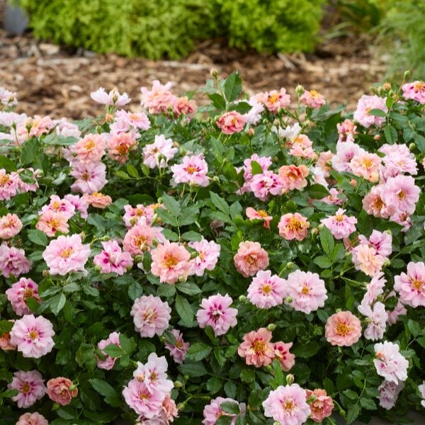dt-brown Rosa Amirose (Groundcover) Flower Plant