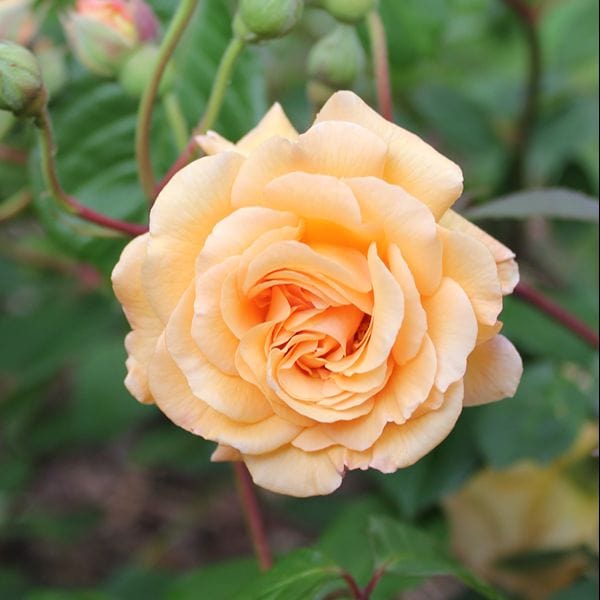 dt-brown 1 Bare Root Plant Rose Buff Beauty (Shrub) Bare Root Plants
