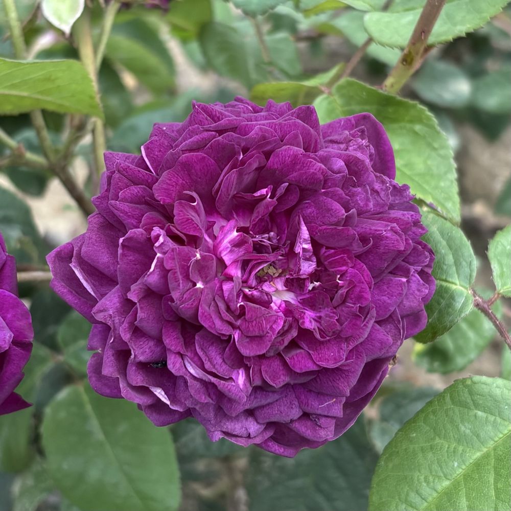 Rose Cardinal De Richelieu (Shrub) Plants