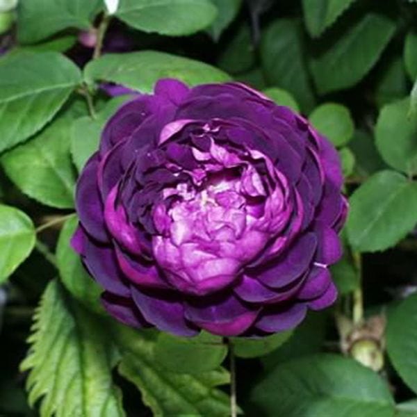 dt-brown 1 Bare Root Plant Rose Cardinal De Richelieu (Shrub) Bare Root Plants