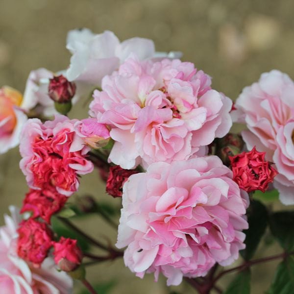 dt-brown 1 Bare Root Plant Rose Cornelia (Shrub) Bare Root Plants