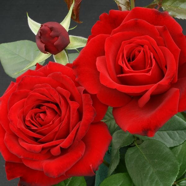 dt-brown 1 Bare Root Plant Rose Crimson Cascade (Climbing) Bare Root Plants