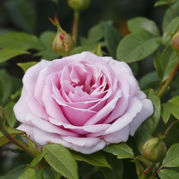 dt-brown 1 Bare Root Plant Rose Hopes & Dreams (Hybrid Tea) Bare Root Plants