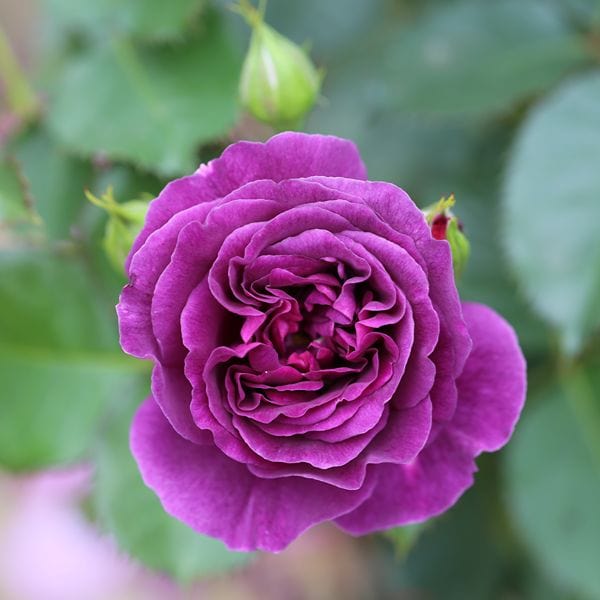 dt-brown 1 Bare Root Plant Rose Minerva (Floribunda) Bare Root Plants