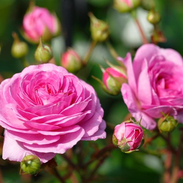 dt-brown 1 Bare Root Plant Rose Ozeana (Climbing) Bare Root Plants