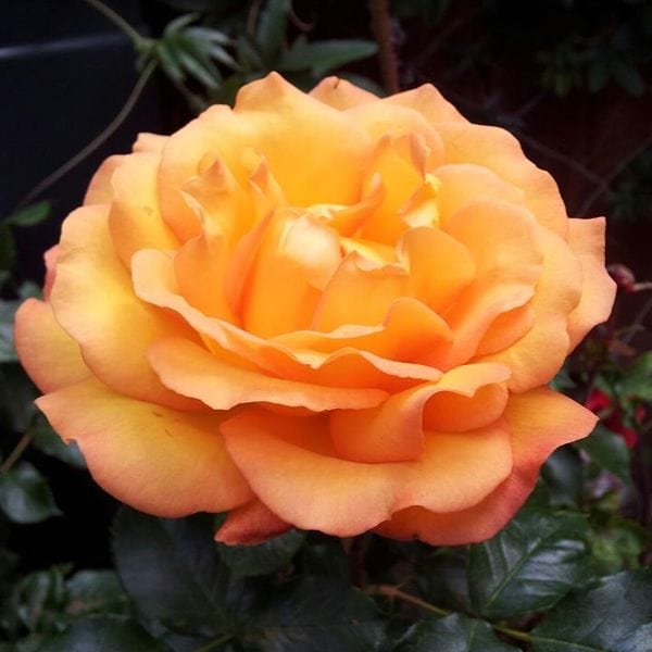 dt-brown 1 Bare Root Plant Rose Precious Amber (Floribunda) Bare Root Plants