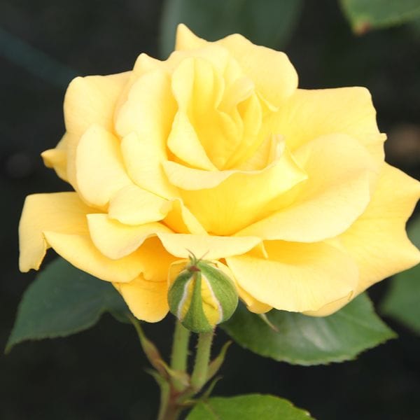 dt-brown 1 Bare Root Plant Rose Precious Gold (Floribunda) Bare Root Plants