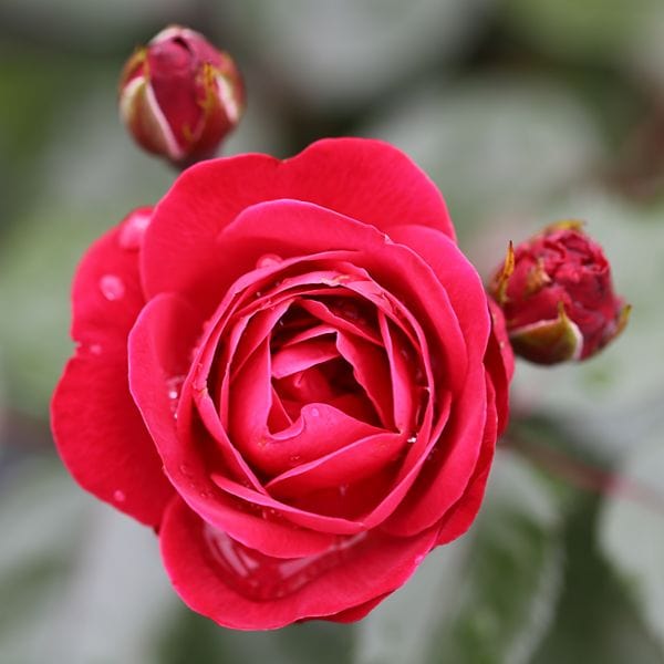 dt-brown 1 Bare Root Plant Rose Precious Ruby (Floribunda) Bare Root Plants