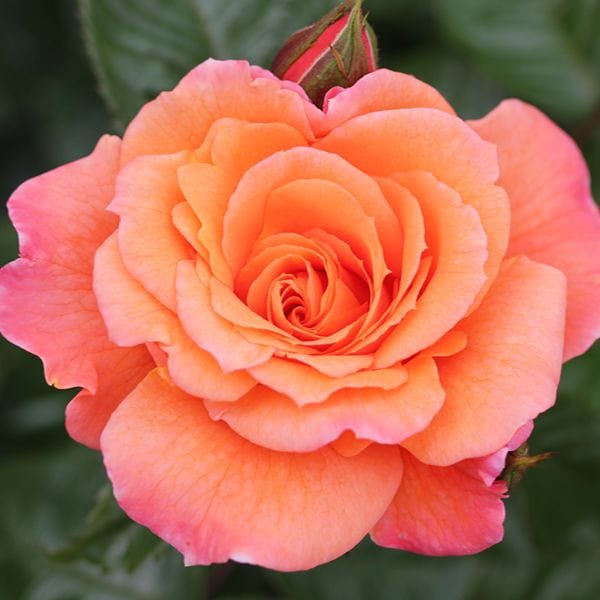 dt-brown 1 Bare Root Plant Rose Scent From Heaven (Climbing) Bare Root Plants