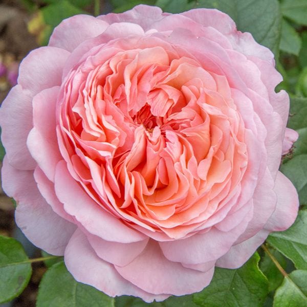 dt-brown 1 Bare Root Plant Rose Sweet Romantica (Hybrid Tea) Bare Root Plants