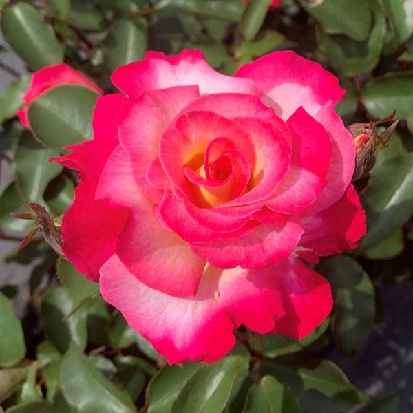 dt-brown 1 Bare Root Plant Rose You're My Everything (Hybrid Tea) Bare Root Plants