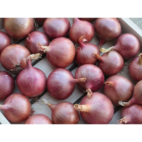 Onion Rosanna Seeds