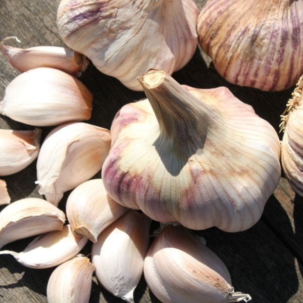 dt-brown ONIONS/GARLIC/SHALLOTS Garlic Rose Wight Bulbs