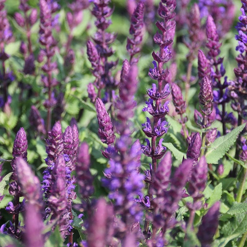 DT Brown FLOWER PLANTS Salvia Salvatore Blue Flower Plants