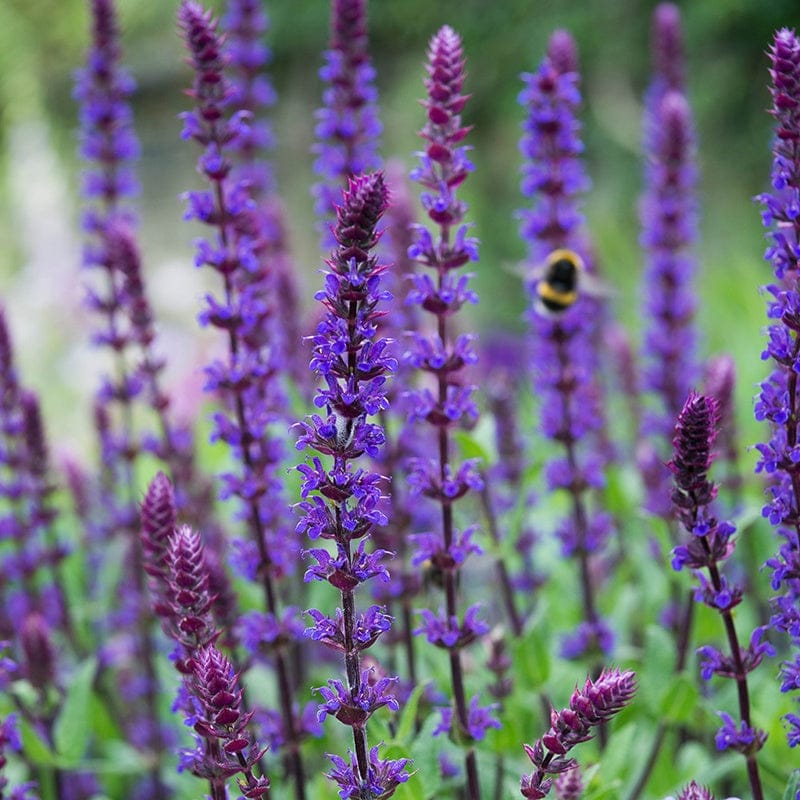 DT Brown FLOWER PLANTS Salvia Salvatore Blue Flower Plants