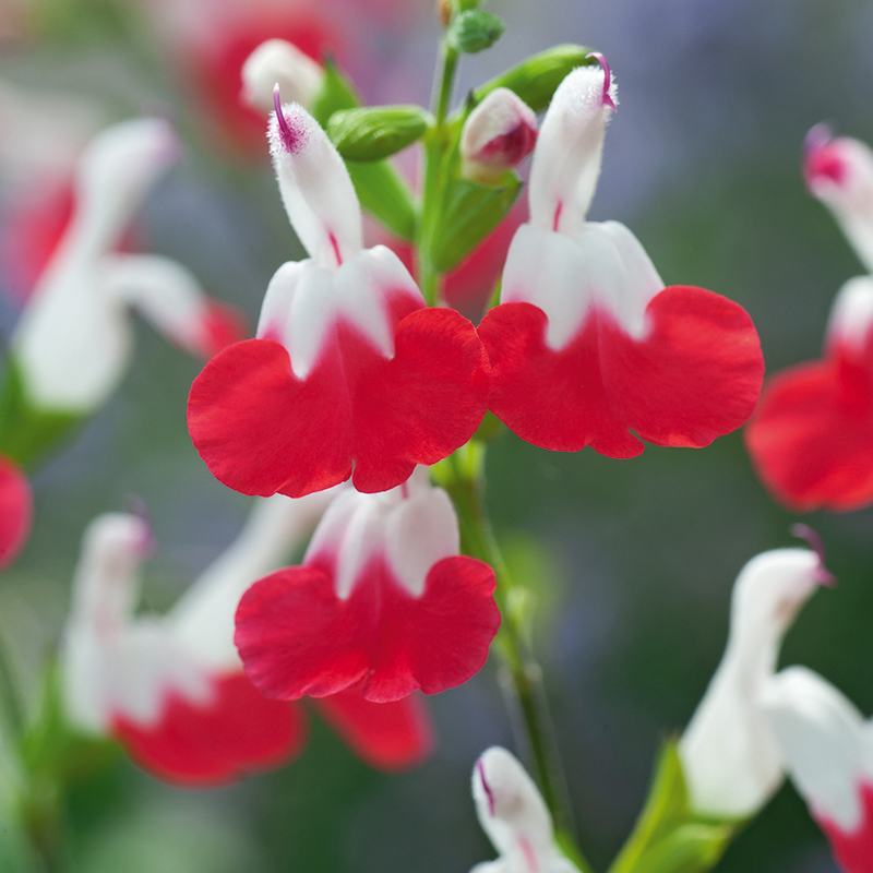 dt-brown FLOWER PLANTS 3 Young Plants Salvia Hot Lips