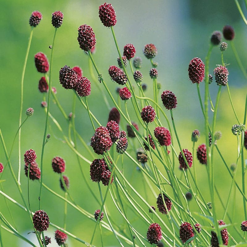 dt-brown FLOWER PLANTS 5 Young Plants Salad Burnett Flower Plants