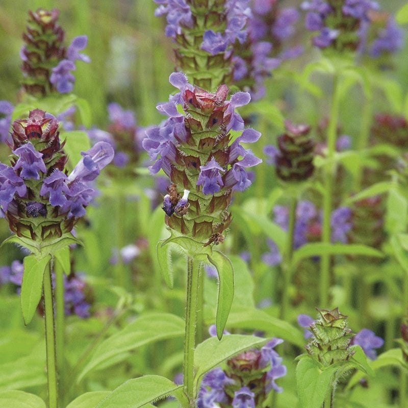 dt-brown FLOWER PLANTS 5 Young Plants Selfheal Flower Plants