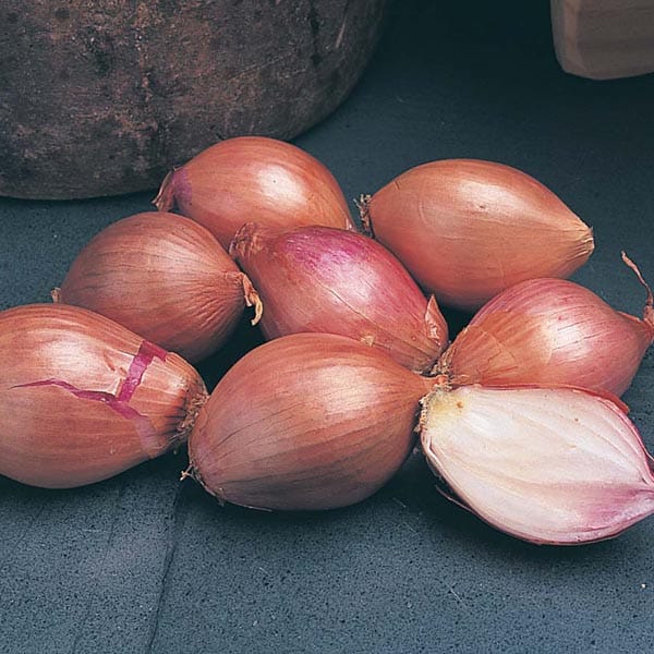 dt-brown ONIONS/GARLIC/SHALLOTS Shallot Mikor Bulbs